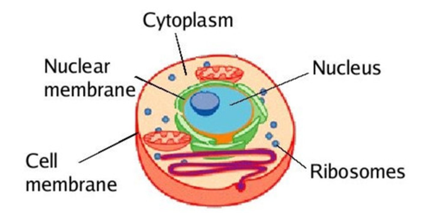 <p>-assist in making proteins<br>-found floating in the cytoplasm or attached to the rough er</p>