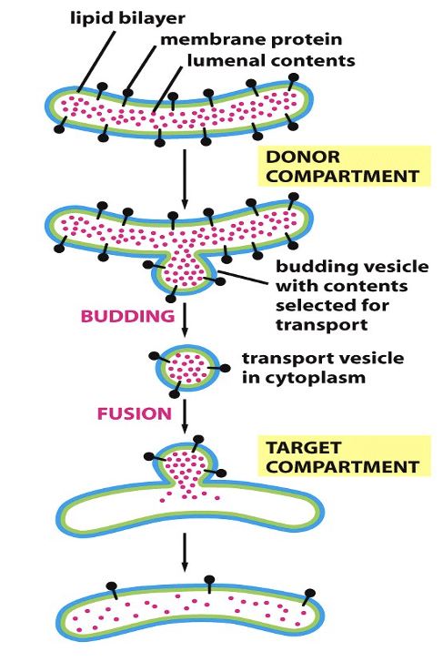 <ul><li><p><span>Vesicles bud off from one organelle and fuse with another (or the plasma membrane) contributing</span></p><ul><li><p><span style="font-family: &quot;Calibri Light&quot;;">Proteins from rER (modified in Golgi)</span></p></li><li><p><span style="font-family: &quot;Calibri Light&quot;;">Lipids from sER</span></p></li></ul></li><li><p><span>Things in lumen remain in lumen or pass into the extracellular space</span></p></li><li><p><span>Vesicles move from place to place by motor proteins that pull them along the cytoskeletal proteins&nbsp;</span></p></li></ul><p></p>