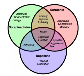 <p></p><ul><li><p>serotonin dysfunction → impulsivity disorders </p></li><li><p>norepinephrine disorders → Loss of interest and energy </p></li><li><p>dopamine dysfunction →D ecreased motivation</p></li></ul><p></p><p>Noradrenergic tract Locus coeruleus and prefrontal cortex</p><p>Serotoninergic tract Raphe nuclei and prefrontal cortex</p>
