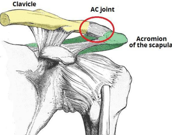 <p>Acromioclavicular Joint</p>