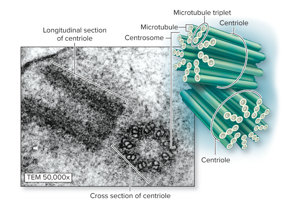 <p>What is the function of centrioles?</p>
