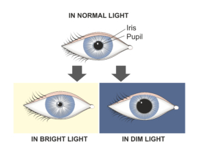 <ul><li><p>Adjustable opening in the center of the eye where light enters</p></li><li><p>Controls amount of light entering eyes</p></li></ul>