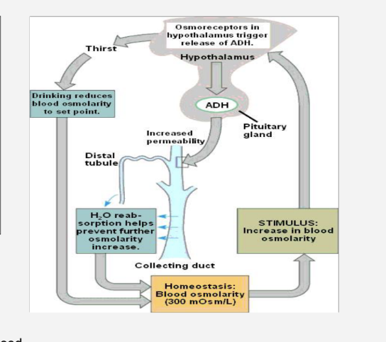<ul><li><p><span><strong><mark data-color="rgba(0, 0, 0, 0)" style="background-color: rgba(0, 0, 0, 0); color: inherit;"><span>the process of maintaining the balance of water and mineral salts in the body's fluids</span></mark></strong><span>, a key part of homeostasis. It is vital for cells to function properly, as cells can burst or shrivel if they lose or gain too much water through osmosis</span></span></p></li><li><p>Osmolarity here means the amount of solutes dissolved in the blood</p><p>An increase in blood osmolarity means the concentration of solutes gets higher</p><p>This is due to a decrease in the amount of water in the blood, usually due to dehydration</p></li></ul><p></p>