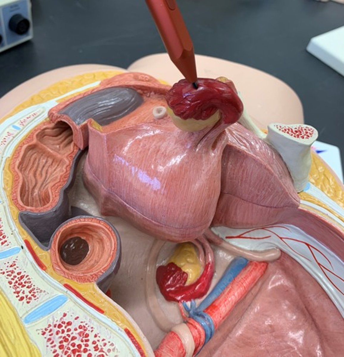 <p>Wide opening of uterine tube that 'catches' ovulated oocytes</p>
