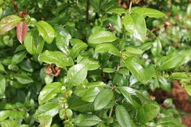 <p><span>Chaenomeles speciosa cv. / Japanese (Flowering) Quince</span></p>