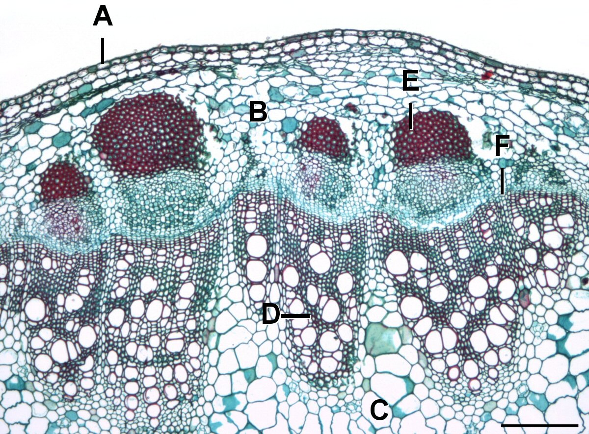<p>What meristem is in F and what does it do? </p>