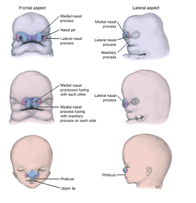 <ul><li><p>begins to develop during the fourth week as a bulge of tissue at the most cephalic end of the embryo</p></li><li><p>origin: ectodermal tissue and neural crest cells</p></li><li><p>future structures: medial and lateral nasal processes </p></li></ul><p></p>