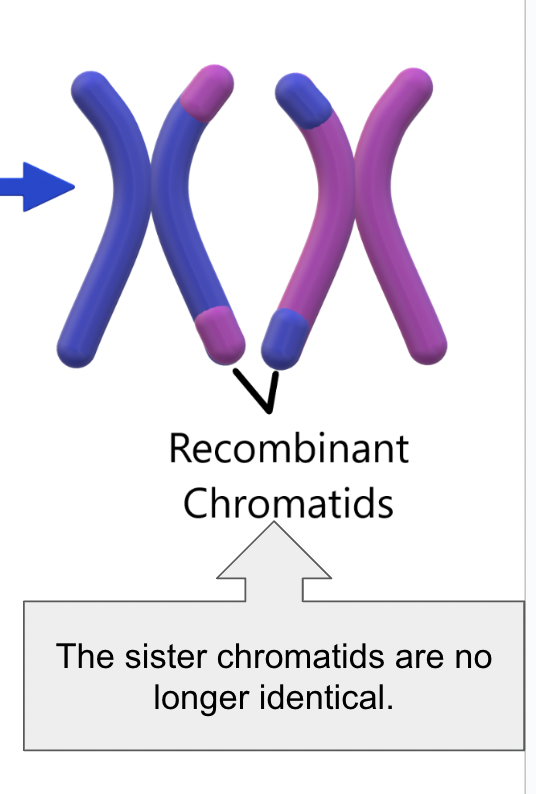 <p><span style="background-color: transparent;"><span>Genetic combinations that did not previously exist</span></span></p>