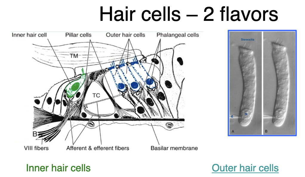 <p>characteristics of inner hair cells?</p>