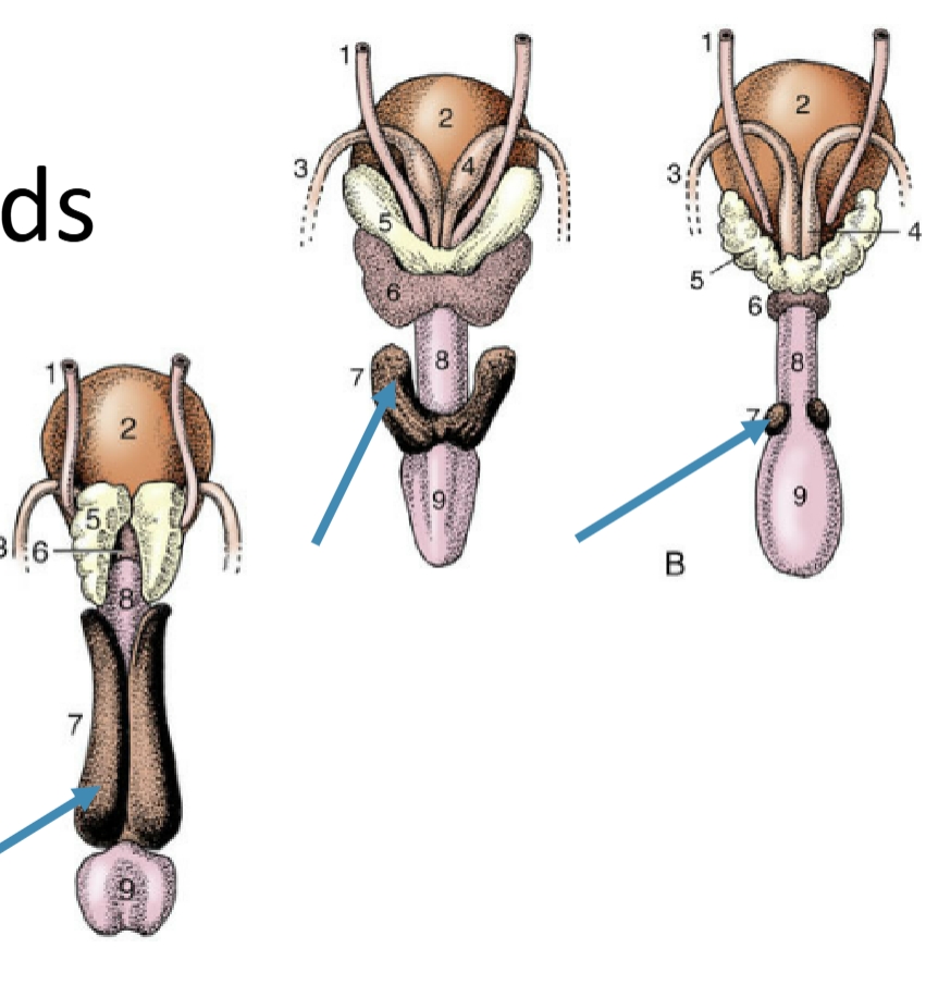 <p>paired, dorsal to urethra</p><p>most distal gland</p>