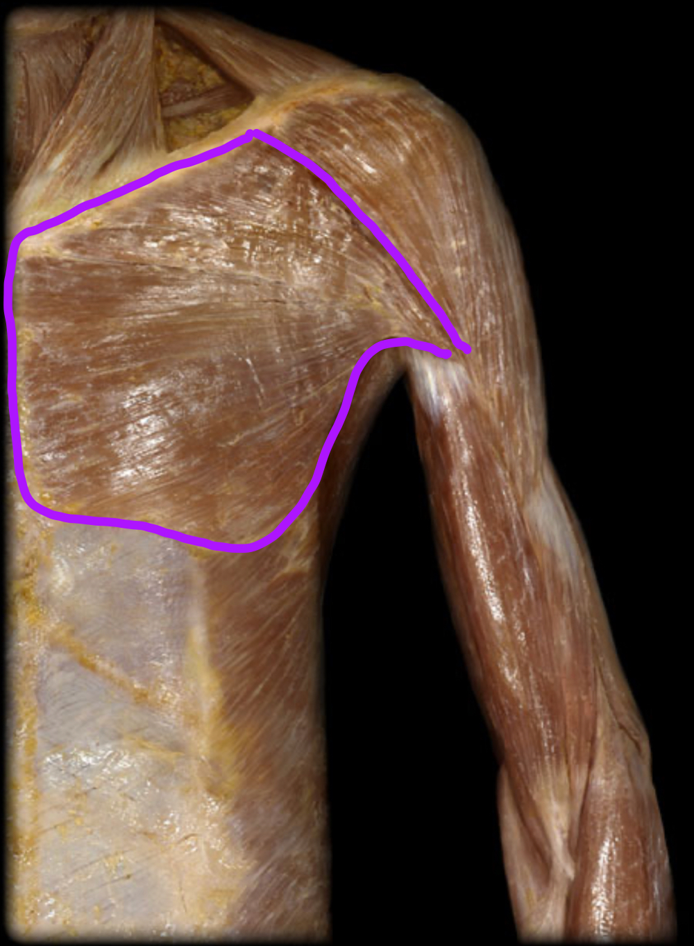 <p>Innervation? </p>