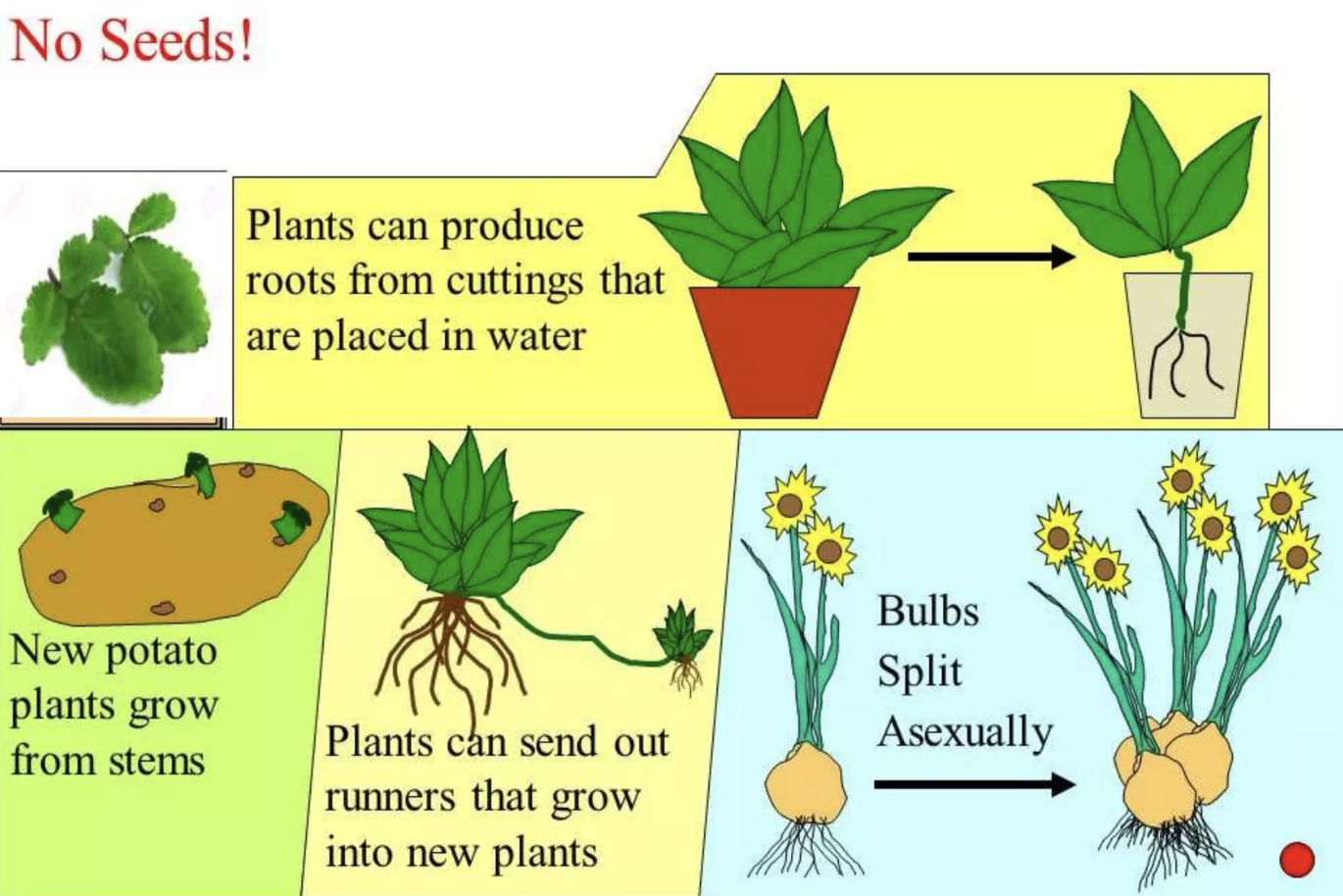 <ul><li><p>only one parent is needed, and the copies that are made are genetically identical.</p></li><li><p>Plant cuttings can be used to <strong>propagate</strong> plants, and is called <strong>vegetative propagation</strong>.</p></li></ul><p>In grafting, one plant can be combined with another.</p><ul><li><p>a part of a plant is attached to another plant (with its own root system).</p></li><li><p>A new plant grows as a combination of the two - the introduced plant part can now use the root system of the other plant.</p></li></ul>
