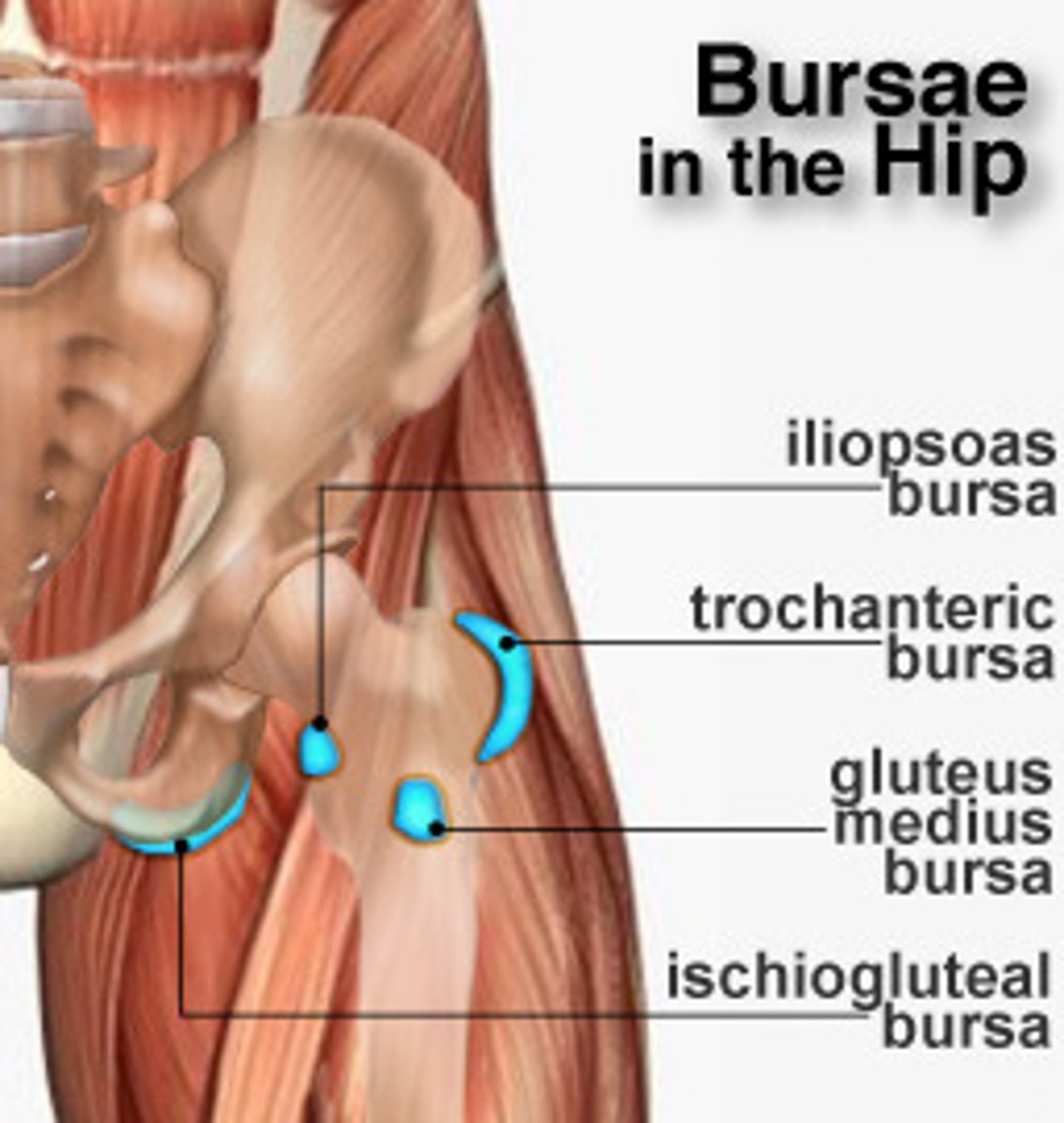 <p>Excessive friction from riding a bicycle or a horse</p>