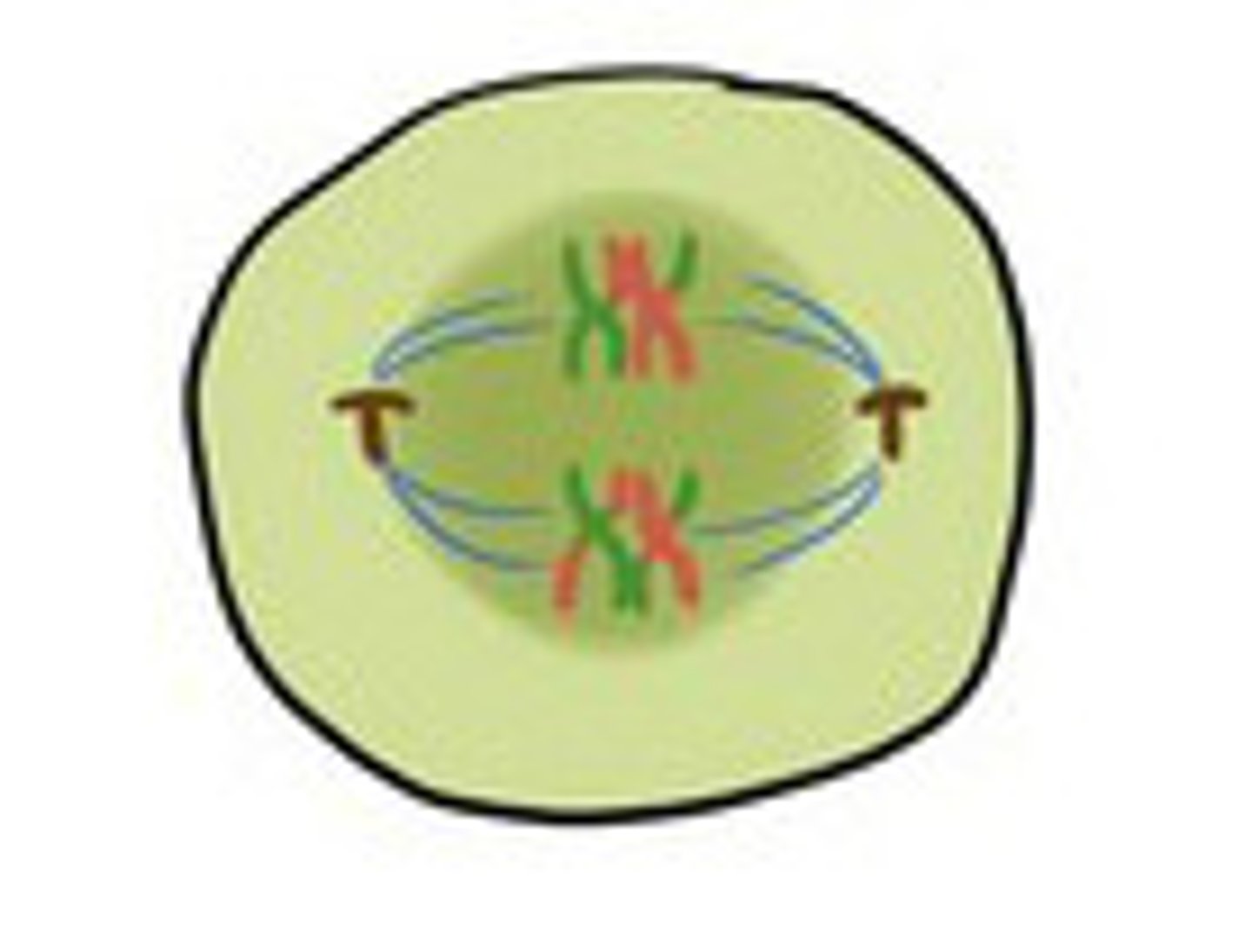 <p>Tetrads are lined up at the metaphase plate; Spindle fibers attach</p>