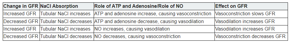 <p><span>The </span><strong>tubuloglomerular feedback mechanism</strong><span> involves the JGA and a paracrine signaling mechanism utilizing ATP, adenosine, and nitric oxide (NO). What does this mechanism stimulate</span></p>