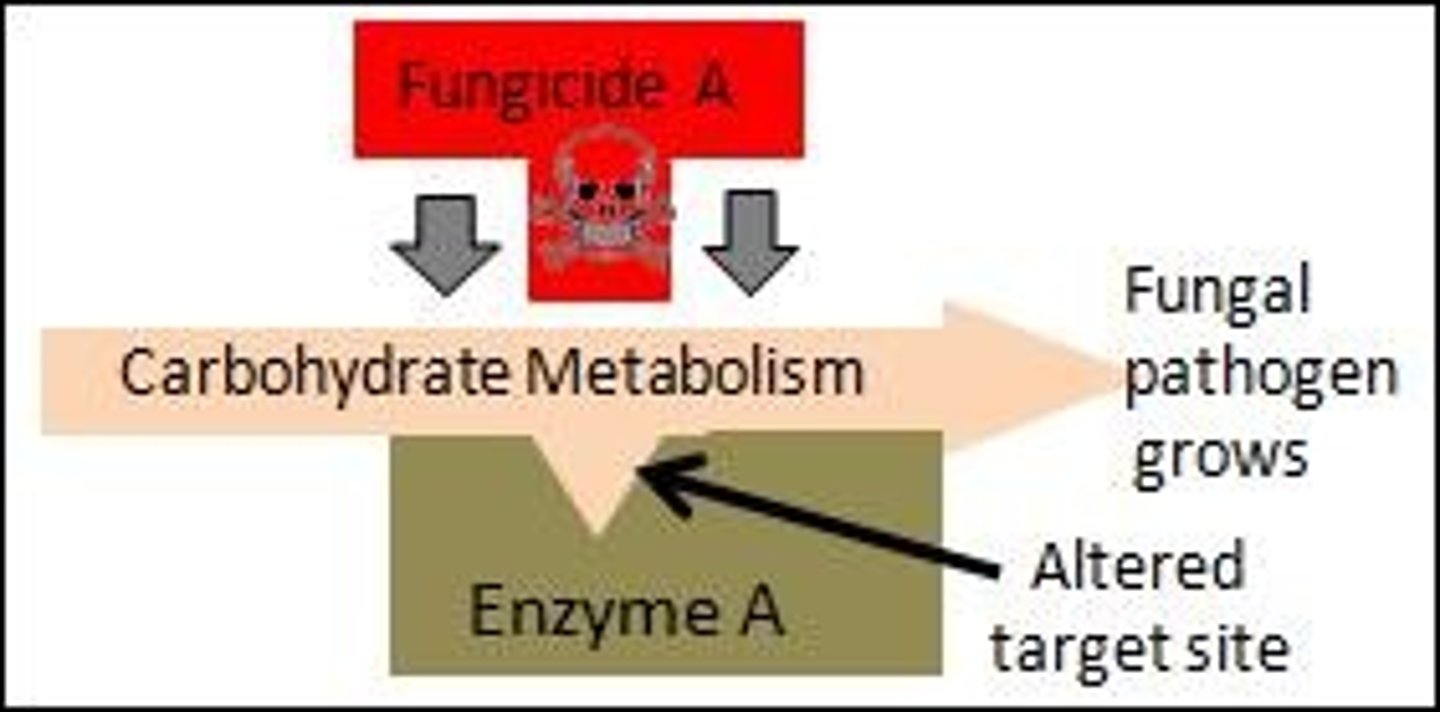 <p>A mechanism of resistance where the target site is altered, preventing the fungicide from binding and exerting its toxic effect.</p>
