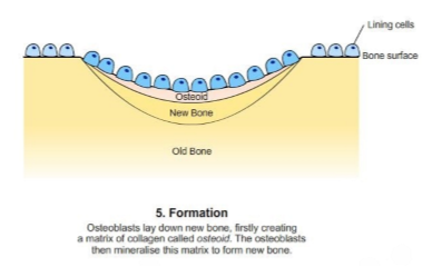 <p>Sker i två steg</p><ul><li><p><strong>Syntes</strong></p></li><li><p><strong>Mineralisering</strong></p></li></ul><p>Syntes</p><ul><li><p><span>Mellan osteoblaster och</span><br><span>den mineraliserade</span><br><span>benvävnaden finns alltid ett</span><br><span>skikt <u>osteoid(organiska matrixen)</u></span></p></li></ul><p>Mineralisering</p><ul><li><p><span>Osteoiden som bildas vid en viss</span><br><span>tidpunkt mineraliseras efter en</span><br><span>förutbestämd tidsperiod som är</span><br><span>några dagar</span></p><p></p></li></ul><p></p>