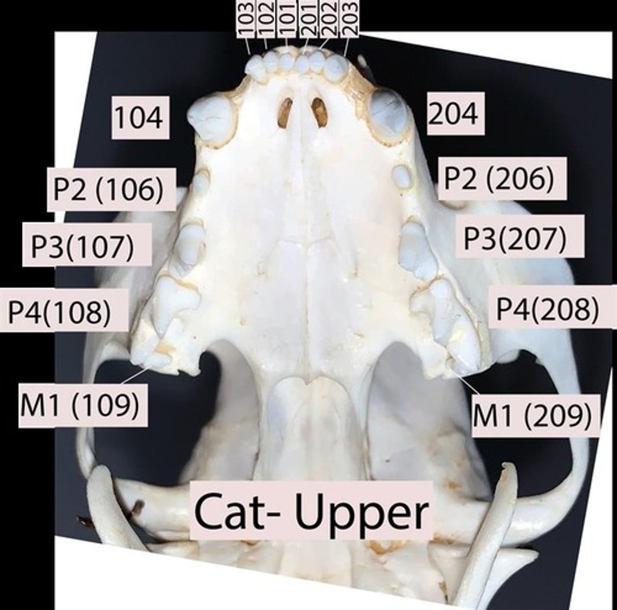 <p>The canines are always 04.</p><p>What numbers are the canines in this upper cat skull image?</p>