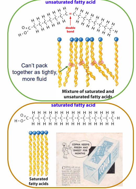 <p>- unsaturated fats can become rancid - unpalatable (chemically: spontaneous conversion to ketones)</p><p>- can be prevented by converting unsaturate fats to saturated fats (hydrogenation - adding hydrogens across double bond)</p><p>.</p><p>- because they can spontaneously convert to ketones, its the reason you shouldn't hoard olive oil, this can spontaneously change</p>
