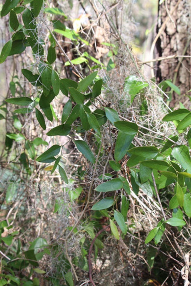 <p>what is the name of the plant pictured here?</p>