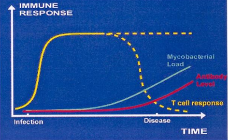 <ul><li><p>infection as calf</p></li><li><p>MAP in macrophages</p></li><li><p>cell mediated immunity protective</p><ul><li><p>halts disease progression</p></li><li><p>no shedding</p></li></ul></li><li><p>if cell mediated immunity fails —> disease progresses</p><ul><li><p>antibody response</p><ul><li><p>suppresses CMI</p></li><li><p>Shedding occurs</p></li><li><p>infectious</p></li></ul></li></ul></li></ul><p></p>