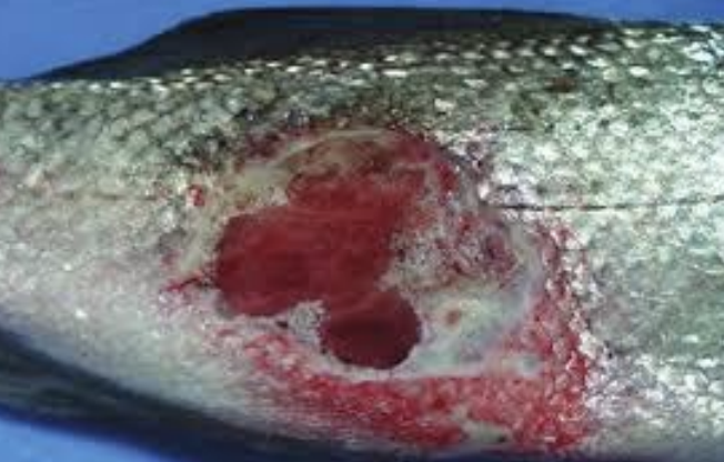 <p>What bacteria genus is a common primary pathogen of fish, is found in saltwater fish, causes skin lesions and sepsis, is epizootic, zoonotic, and is most often seen in stressed fish?</p>