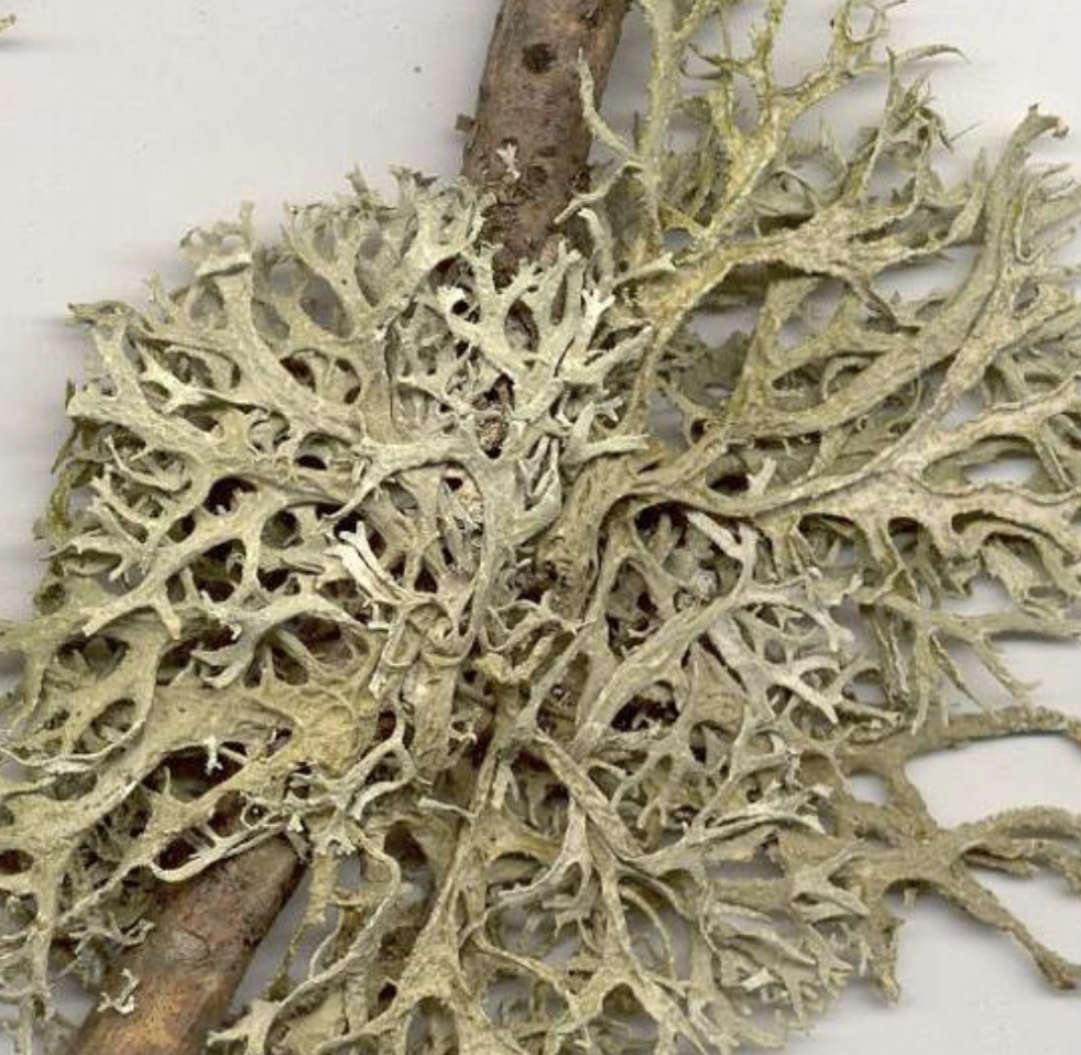 <p>Evernia prunastri</p>