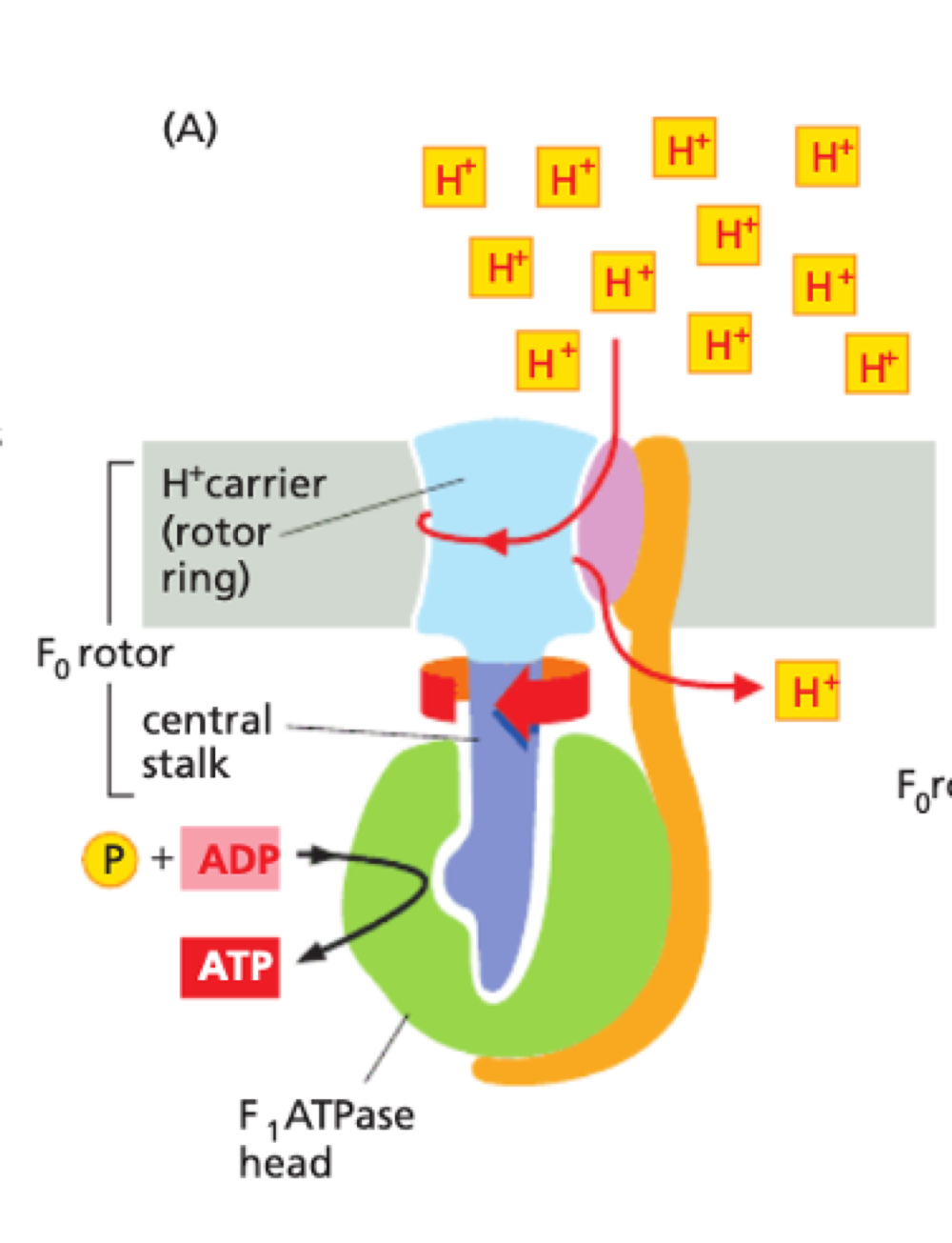 <p>membrane potential + pH gradient = proton motive force</p><ul><li><p>H<sup>+</sup> carrier spins rapidly within stationary head of F1 ATPase</p></li><li><p>F1 ATPase converts ADP to ATP</p></li><li><p>ATP synthesised in matrix is pumped back into intermembrane space</p></li><li><p>ADP back into matrix</p></li><li><p>done by a ADP/ATP carrier protein on inner membrane</p></li></ul><p></p>