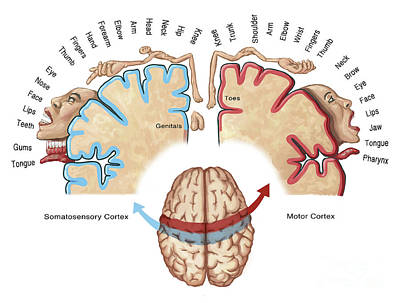 <p>Larger Gyri Provide for More Detailed Movement</p>