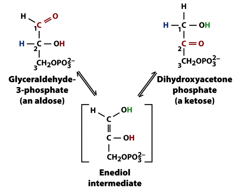 <ul><li><p>Aldose/Ketose Interconvesion is possible through the catalytic conversion of triose phosphate isomerase&nbsp;</p></li><li><p><strong>Triose Phosphate Isomerase</strong>- catalyzes isomerization reaction of glyceraldehyde 3-phosphate and dihydroxyacetone phosphate</p><ul><li><p>basically rearranges stuff&nbsp;</p></li></ul></li></ul><p></p>