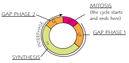 <ul><li><p>Contains <strong>interphase</strong> - <strong>cell growth</strong> + <strong>DNA replication</strong></p><ul><li><p>Interphase subdivided into 3 growth stages: <strong>G₁</strong>,<strong> S</strong>,<strong> G₂</strong></p></li></ul></li><li><p>Then <strong>mitosis</strong></p></li></ul><p></p>