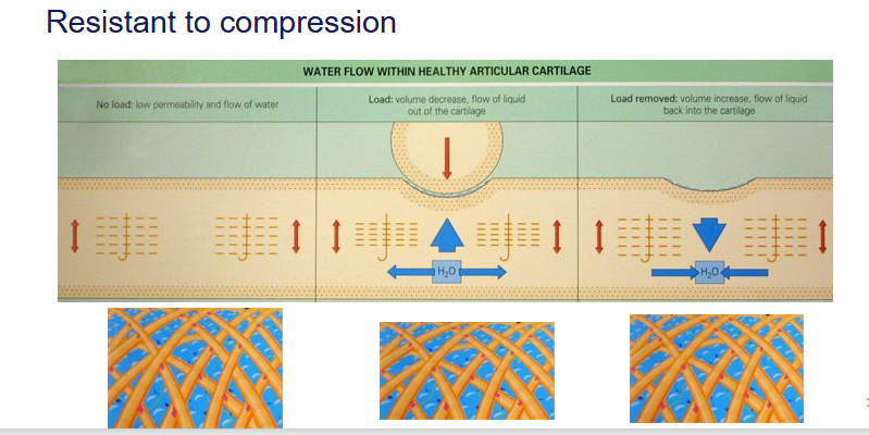 <ul><li><p>articular cartilage - VISCOELASTIC </p></li><li><p>allows the ground substance to move in and out of the gaps</p></li><li><p>moves out when pressure is applied</p></li><li><p>moves back in when pressure is released</p></li></ul><p></p>