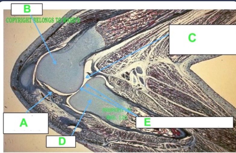 <p>C</p>