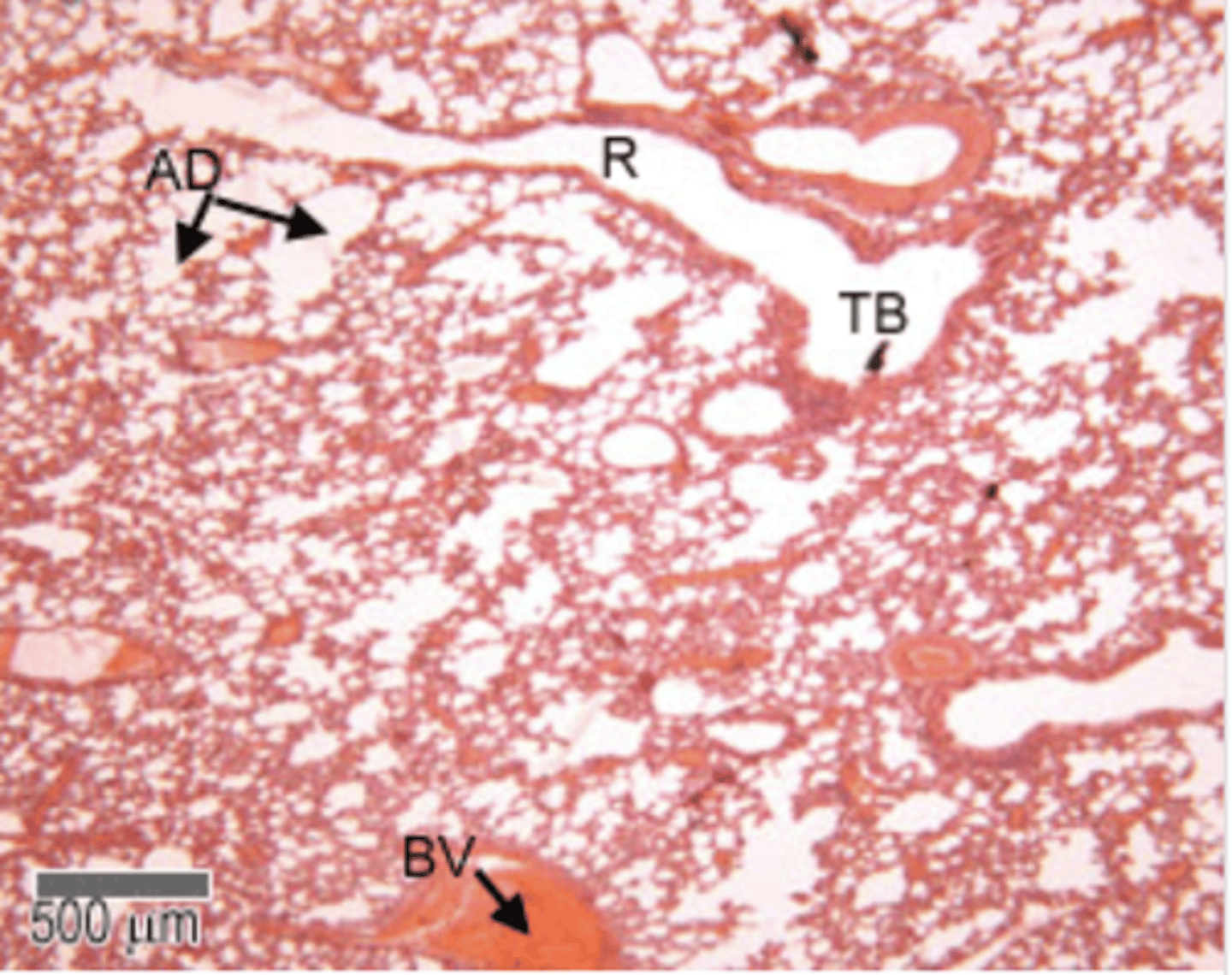 <p>final branches of the bronchioles </p><p>These have a layer smooth muscle surrounding their lumens.</p><p>Stimulation of the vagus nerve (parasympathetic) causes the smooth muscle to contract, and reduce the diameter of the terminal bronchioles.</p><p>The respiratory bronchii have a few single alveoli off their walls.</p>