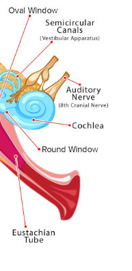 <p>Cochlea: when sounds enter they vibrate tiny hairs that send signals</p><p>Vestibular system </p><ul><li><p>semicircular canals: 3 looped tubes filled with fluid; helps with balance by telling our brain when we move head or change positions</p></li></ul><p>Damage to the inner ear can cause hearing/balance problems</p>
