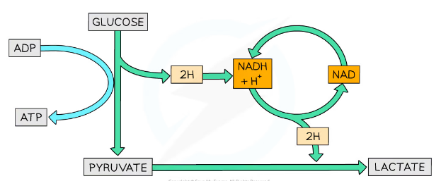* NADH is oxidised into NAD so that pyruvate can be reduced into lactate by an enzyme dehydrogenase
  *  pyruvate is H acceptor
* NAD can now be reused in glycolysis
* Lactate can be further metabolised
* Small amount of ATP produced