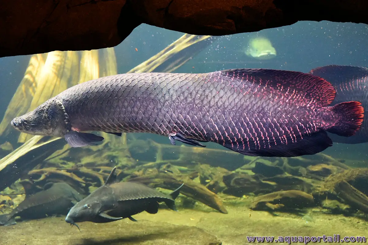 <p>Order Osteoglossiformes</p>