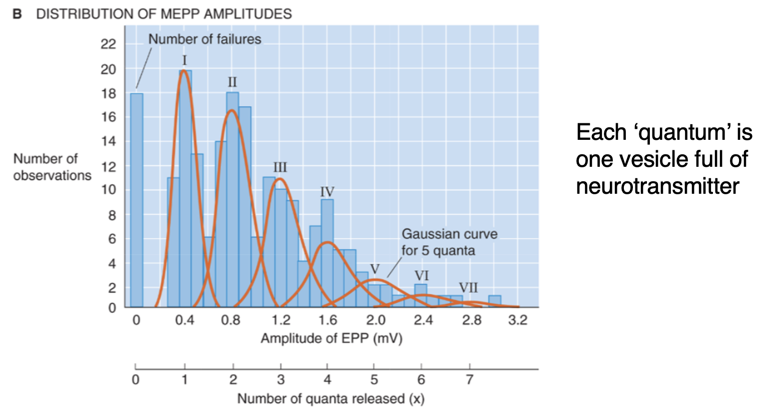 <p>When record from muscles with no stimulation = spontaneous MEPP (motor end plate potential) which are always the same size = must be repeatable way of releasing signal each time. When motor nerve is stimulated = jumps in amplitude potential are neatly aligned with integer multiples of the spontaneous MEPP. If NTs continuously released would expect to see continuous distribution which is not seen. </p>