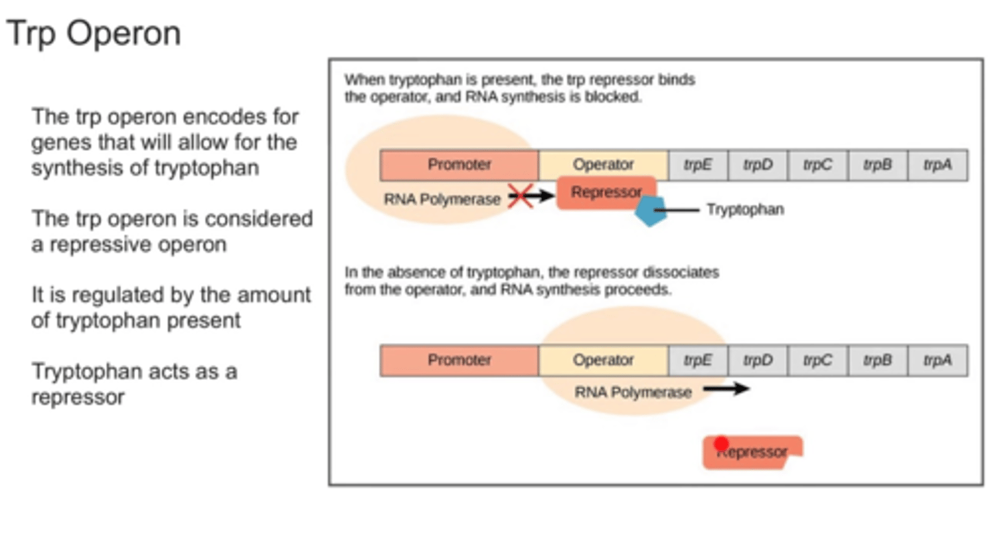 <p>repressible operson that codes for tryptophan</p><p></p><p>Trp is a corepressor that activates a repressor for the operator site <span class="bgP">when x2 Trp bind, turning off synthesis</span> of the energetically-expensive Trp</p>