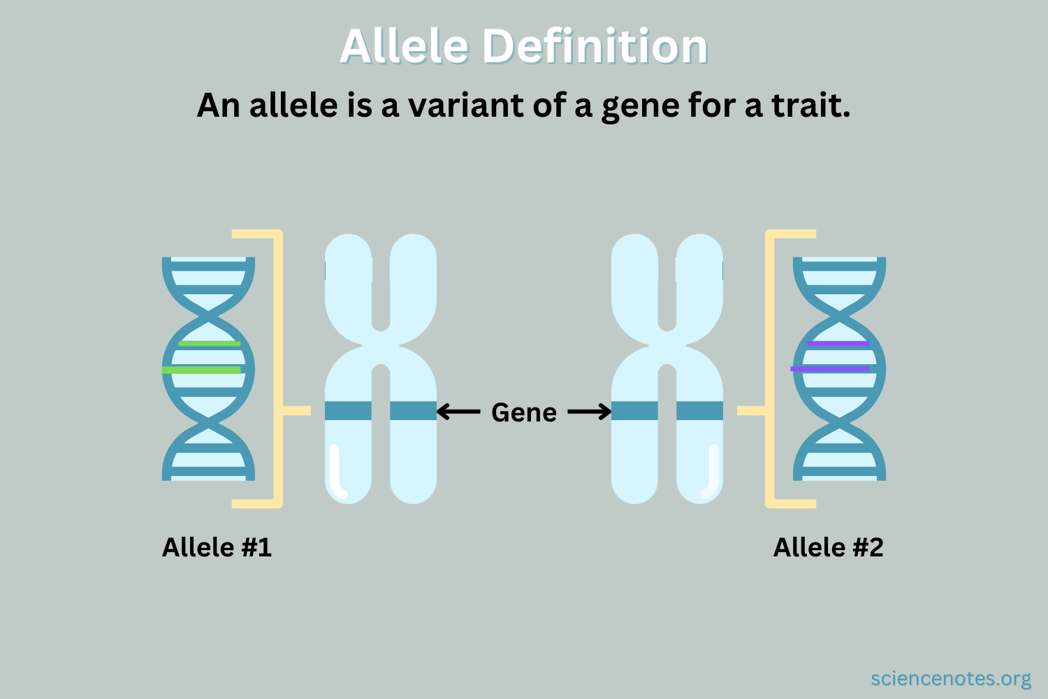 <p>A variation of a gene.</p>