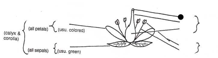 <p>Part of flower?</p>