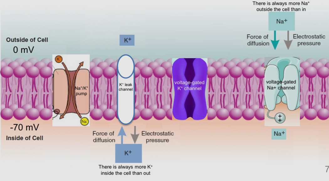 <ul><li><p>1) N’a+/ K+ pumps: always pumpking K+ in and Na+ out</p></li><li><p>2) K+ leak channels: always open</p></li><li><p>3) voltage gated Na+ channels: responsible for the upward swing of an action potential </p></li><li><p>4) voltage gated K+ channels: responsible for the downward swing of action potential </p></li></ul><p></p>