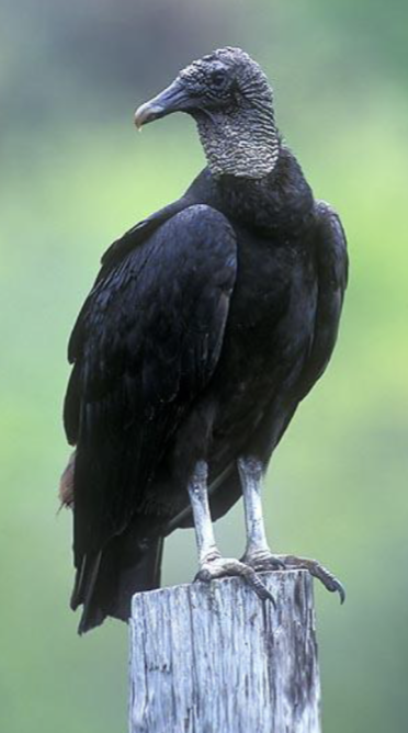 <p>what is this bird </p>