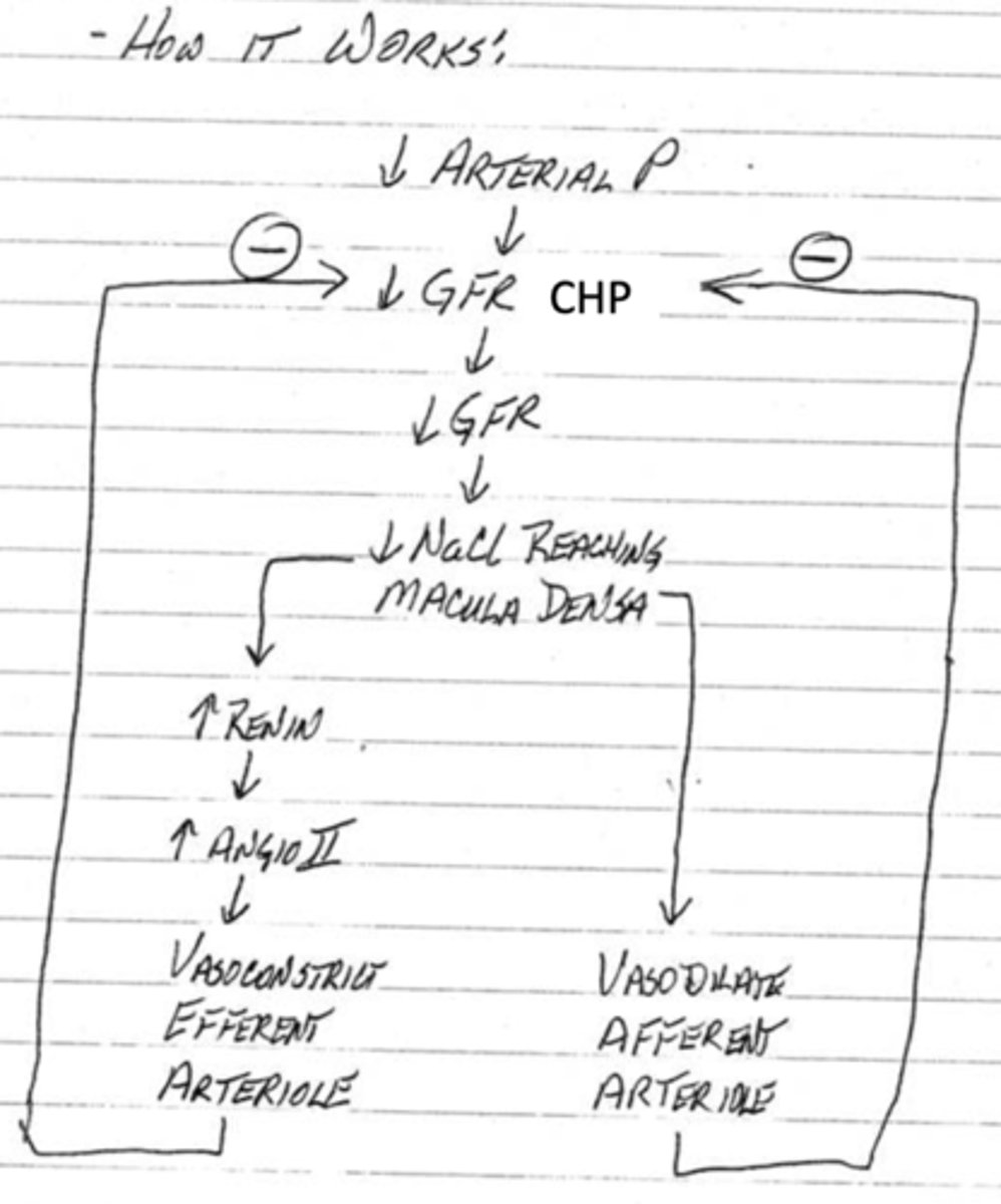 <p>1. arterial pressure decreases cause a decrease in GFR and CHP</p><p>2. the decrease in GFR means there is a decrease in NaCl reaching the macula densa</p><p>3. this drop will directly cause the afferent arteriole to dilate</p><p>4. this drop will also cause an increase in renin which causes an increase in angiotensin ii which then causes the efferent arteriole to constrict</p><p>5. both of these changes will inhibit the decrease in GFR and CHP</p>