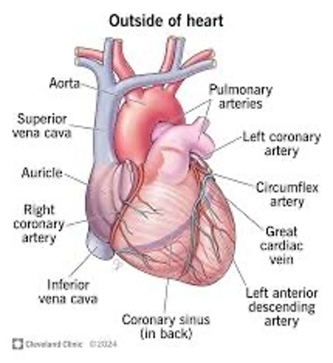 <p>A hollow, muscular organ that pumps blood throughout the body.</p>