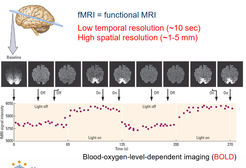 <p>When a brain region is active, the amount of <span style="color: red">blood, oxygen and glucose</span> flowing to the region increases.</p><ul><li><p>fMRI records changes in brain activity by measuring either blood flow or levels of the blood constituents such as oxygen, glucose and iron.</p></li></ul><p>NB: Oxygen-rich blood is less magnetic than oxygen-poor blood.</p><p>Tells you how the brain responds to certain things (ex. visual information) at specific times (time intervals) → similar to ERP.</p><ul><li><p>you measure <em>functional </em>state of the brain (we’re not looking at the structure of brain tissue, but the functions).</p></li></ul><p></p>