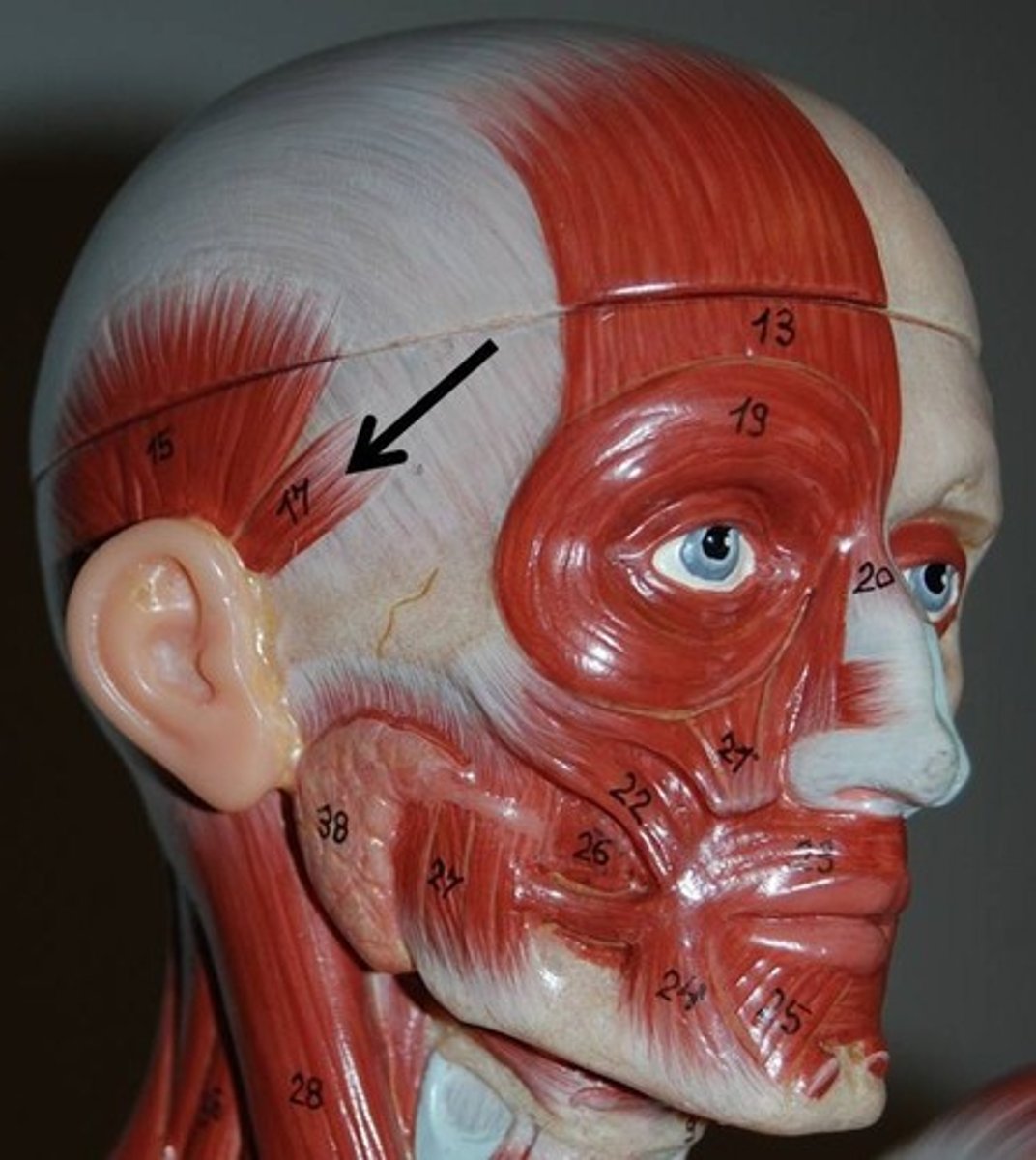 <p>furthest forward muscle connected to the ear</p>