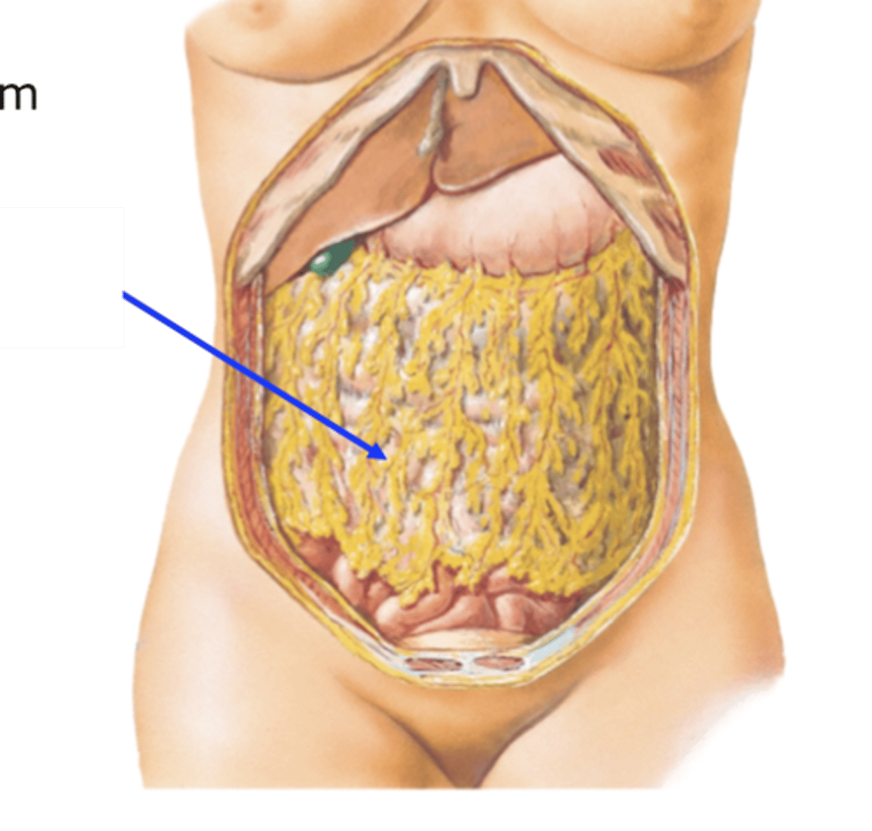 <p>- a structure that hangs off the greater curvature of the stomach</p><p>- it is an apron like structure that covers and protects the abdominal viscera</p>
