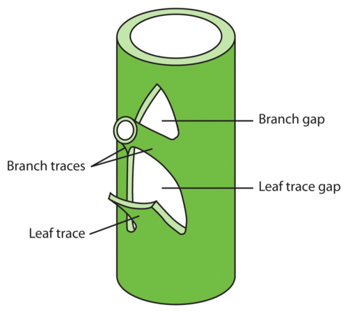 <ul><li><p>space in developing plant near the axillary bud</p></li><li><p>appears as if there is no vasculature, but the vascualture actually moves around the axillary bud</p></li><li><p>not broken, just moved</p></li></ul><p></p>