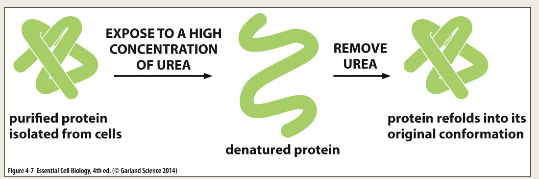 <ul><li><p>Proteins can be unfolded (denatured) by adding solvents (e.g. acids, bases) that disrupt the non-covalent interactions. </p></li><li><p>The protein loses its secondary and tertiary structures.</p></li><li><p> If the solvent is removed the protein will refold (renature) to the same shape as it started with.</p></li><li><p>Heat disrupts non-covalent interactions denaturing the albumin proteins which then aggregate and form new disulphide bonds altering the structure.</p><p></p></li></ul><p></p>